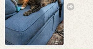 Lilli e Pongo
