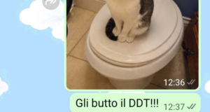 Martino