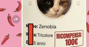 Furto della gatta