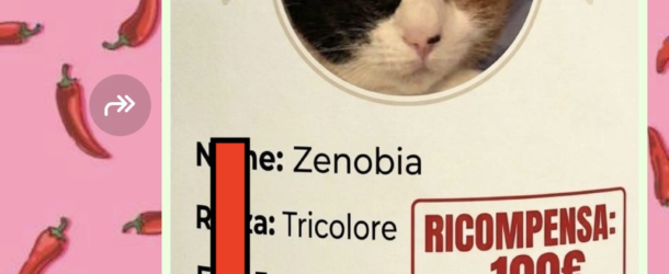 Furto della gatta