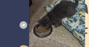 Un gatto