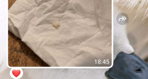 La fatina dei denti